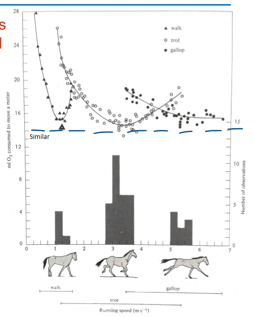 <p>lowest cot is similar between walk and trot in horses </p><p></p>