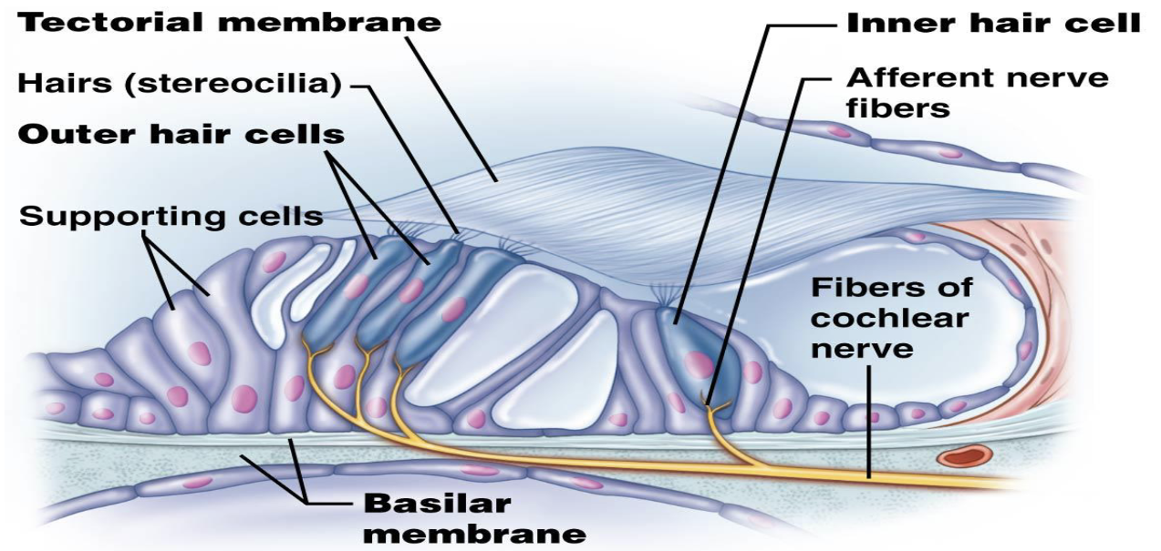 <p>X. Spiral Organ & Hearing</p><ol><li><p>What does the spiral organ contain?</p></li><li><p>Where are the cochlear hair cells located?</p></li></ol><p></p>