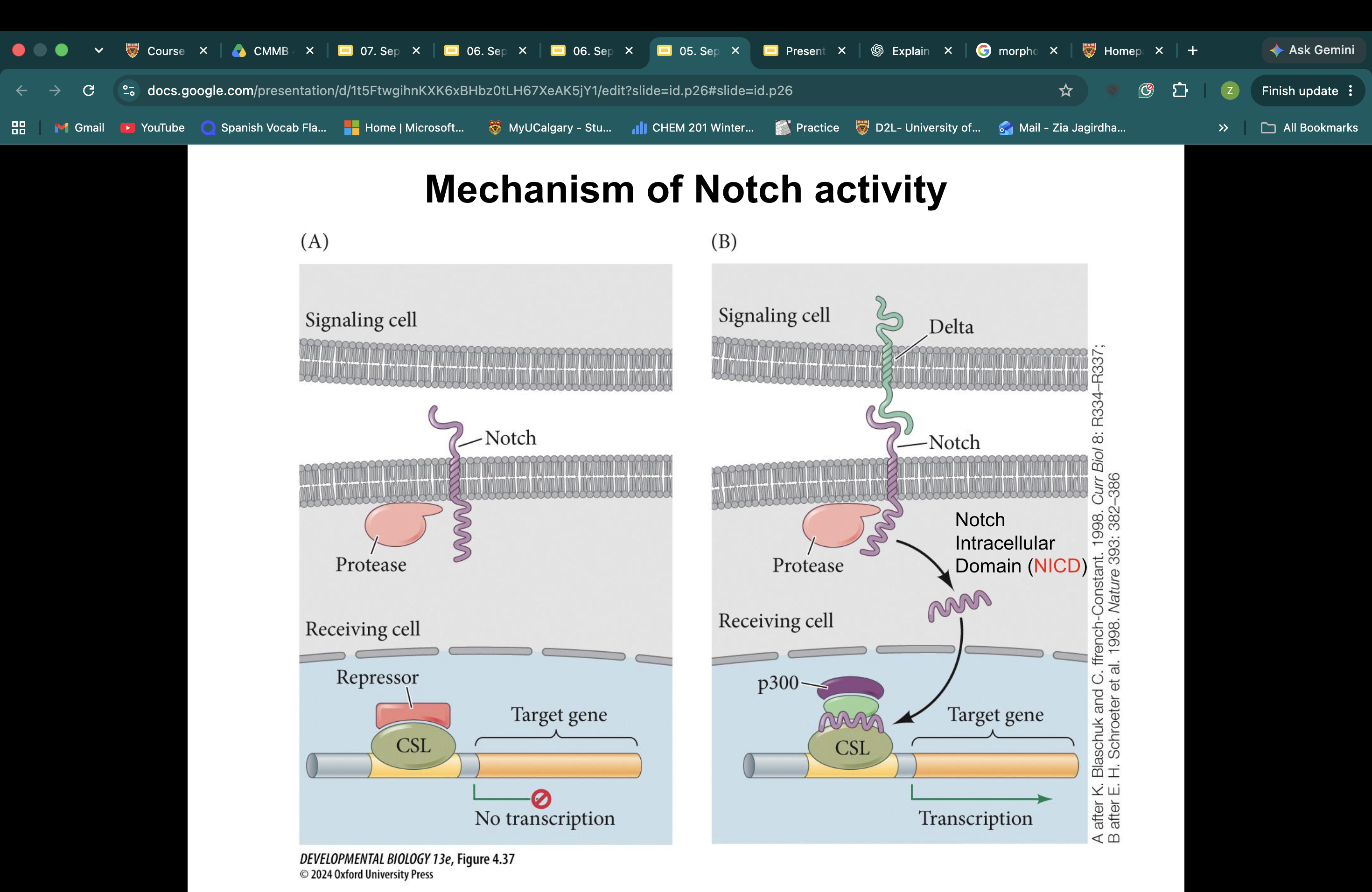<p>The main purpose of the Notch signaling pathway is to explain how two neighboring cells communicate through direct physical contact to activate specific genes involved in embryonic development.</p><p>Unlike FGF, Hedgehog, and WNT signaling, where signaling molecules can travel between cells, Notch signaling requires two cells to be touching each other.</p><p>This is called juxtacrine signaling.</p><p>Notch signaling is particularly important during the formation of somites, which are segmented blocks of embryonic mesoderm that contribute to structures such as vertebrae and skeletal muscles.</p><p>I'll explain what happens before Notch is activated and then what changes when a neighboring cell binds to it.</p><p>Part A: What happens when Notch is INACTIVE?Step 1: The Notch receptor is present on the cell membrane</p><p>The receiving cell has a protein called Notch, which is a transmembrane receptor.</p><p>This means part of Notch extends outside the cell, while another part extends into the cytoplasm.</p><p>Notch can bind to signaling proteins on the surface of an adjacent cell.</p><p>Your notes identify these ligands as Delta, Jagged, and Serrate.</p><p>However, when none of these ligands is bound, Notch remains inactive.</p><p>Step 2: CSL is already bound to DNA in the nucleus</p><p>Inside the nucleus, there is a transcription factor called CSL.</p><p>Your notes identify examples such as CBF1 and Suppressor of Hairless.</p><p>Unlike some transcription factors that only bind DNA after receiving a signal, CSL is already bound to regulatory DNA sequences of Notch-responsive genes.</p><p>Specifically, it binds to enhancer regions involved in regulating these genes.</p><p>However, CSL does not automatically activate transcription.</p><p>Step 3: CSL is associated with transcriptional repressors</p><p>When Notch is inactive, CSL is associated with transcriptional repressor proteins.</p><p>These repressors prevent the target genes from being transcribed.</p><p>Therefore, even though CSL is already bound to DNA, the target genes remain repressed.</p><p>The important point is that CSL can participate in either repression or activation depending on whether Notch signaling occurs.</p><p>Summary: Notch inactive</p><p>Part B: What happens when Notch is ACTIVATED?Step 4: A neighboring cell presents a Notch ligand</p><p>Now imagine two cells touching each other.</p><p>One cell is the signaling cell, while the other is the receiving cell.</p><p>The signaling cell has a membrane-bound ligand, such as Delta or Jagged.</p><p>The receiving cell has the Notch receptor.</p><p>Because both the ligand and receptor are attached to their respective cell membranes, the cells must be in direct contact for signaling to occur.</p><p>This is what makes Notch a juxtacrine signaling pathway.</p><p>Step 5: The ligand binds to Notch</p><p>When Delta or Jagged binds to the extracellular portion of Notch, it triggers a conformational change in the receptor.</p><p>A conformational change means that the protein changes its three-dimensional shape.</p><p>This change allows Notch to undergo cleavage by proteases.</p><p>A protease is an enzyme that cuts proteins.</p><p>In this pathway, proteolytic cleavage is essential for transmitting the signal.</p><p>Step 6: A protease cleaves Notch</p><p>Following ligand binding, proteases cleave the Notch receptor.</p><p>This releases the intracellular portion of Notch from the membrane.</p><p>The released fragment is called the Notch Intracellular Domain (NICD).</p><p>This is a very important protein to recognize on Slide 26.</p><p>Notice that unlike the FGF pathway, Notch signaling does not primarily use a long phosphorylation cascade.</p><p>Instead, the receptor itself is cleaved, and part of it becomes the intracellular signaling molecule.</p><p>Step 7: NICD enters the nucleus</p><p>Once NICD has been released from the membrane, it can move into the nucleus.</p><p>Remember that CSL is already bound to DNA in the nucleus, but is associated with repressors.</p><p>NICD now interacts directly with CSL.</p><p>This changes how CSL regulates transcription.</p><p>Step 8: NICD displaces the transcriptional repressors</p><p>When NICD binds to CSL, it helps remove the transcriptional repressors previously associated with CSL.</p><p>This changes CSL from being part of a transcription-repressing complex to being part of a transcription-activating complex.</p><p>This is the central mechanism of Notch signaling: NICD converts CSL-mediated repression into activation.</p><p>Step 9: NICD recruits transcriptional activators, including p300</p><p>After displacing the repressors, the NICD–CSL complex recruits transcriptional activators.</p><p>Your notes specifically mention p300, a histone acetyltransferase (HAT).</p><p>Remember from Chapter 3 that HATs add acetyl groups to histone proteins.</p><p>Histone acetylation generally makes chromatin more accessible to transcription machinery, helping activate gene expression.</p><p>Therefore, p300 helps promote transcription of Notch-responsive genes.</p><p>Step 10: Notch target genes are transcribed</p><p>Once the NICD–CSL complex has recruited transcriptional activators, the target genes can be transcribed.</p><p>This changes gene expression in the receiving cell and influences its developmental behavior.</p><p>During vertebrate embryonic development, Notch signaling is particularly important for somite formation and segmentation.</p>