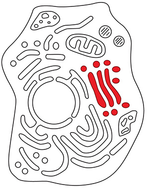 <p><span>The organelle shown in the figure is the ___________ and one of its main functions is to ___________.</span></p>