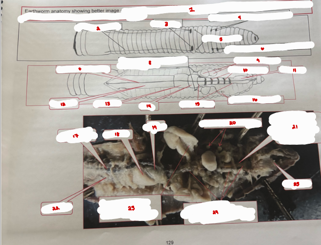 <p>Earthworm Anatomy</p>