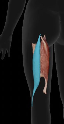 <p>Adductor Magnus Insertion</p>