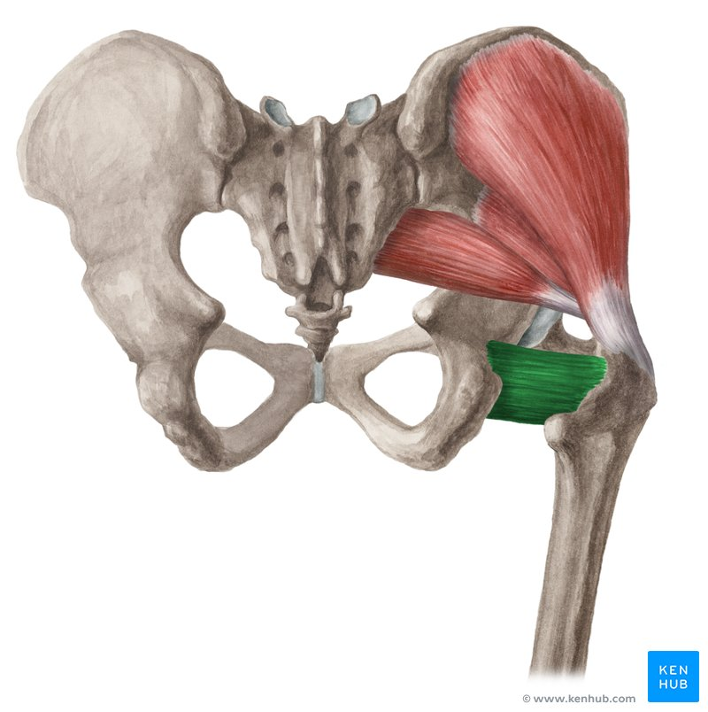 <p>Deep Hip External Rotators</p>