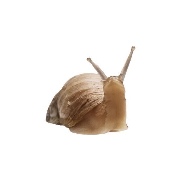 <p>Slow</p>