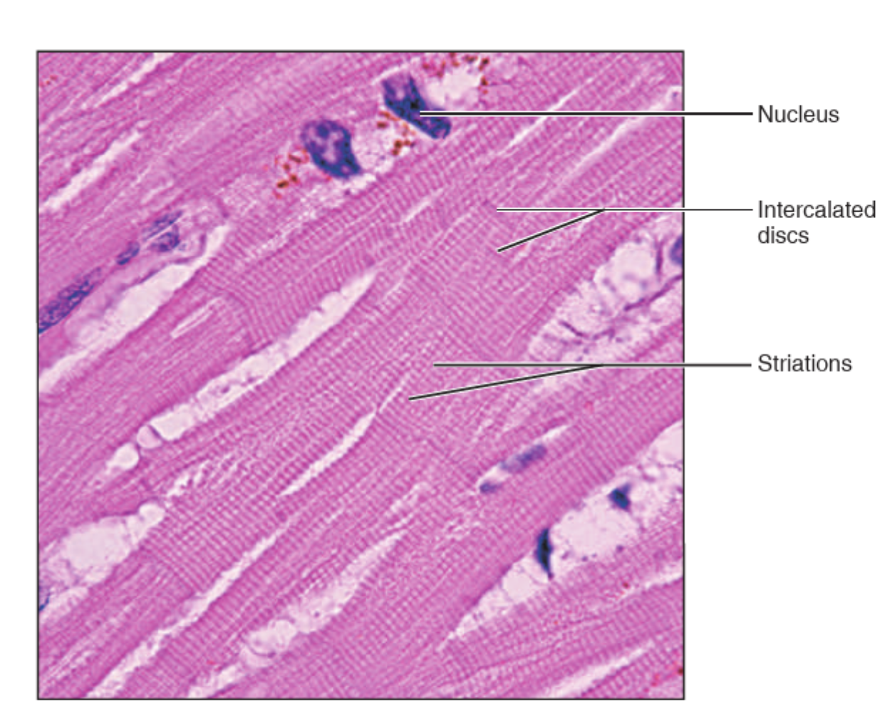 <p>What tissue is this?</p>