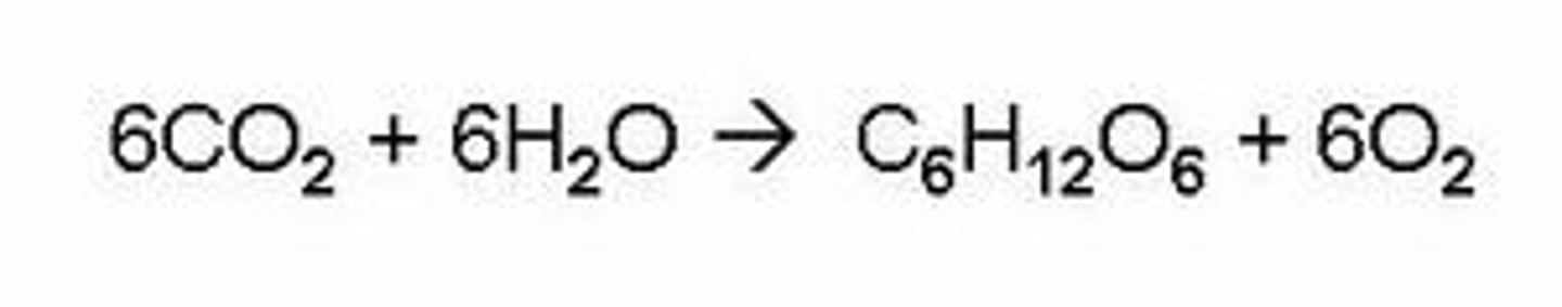 <p>6CO2 + 6H20 + sunlight --> C6H12O6 + 6O2</p>
