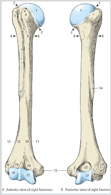 <p>Humerus shaft #9</p>