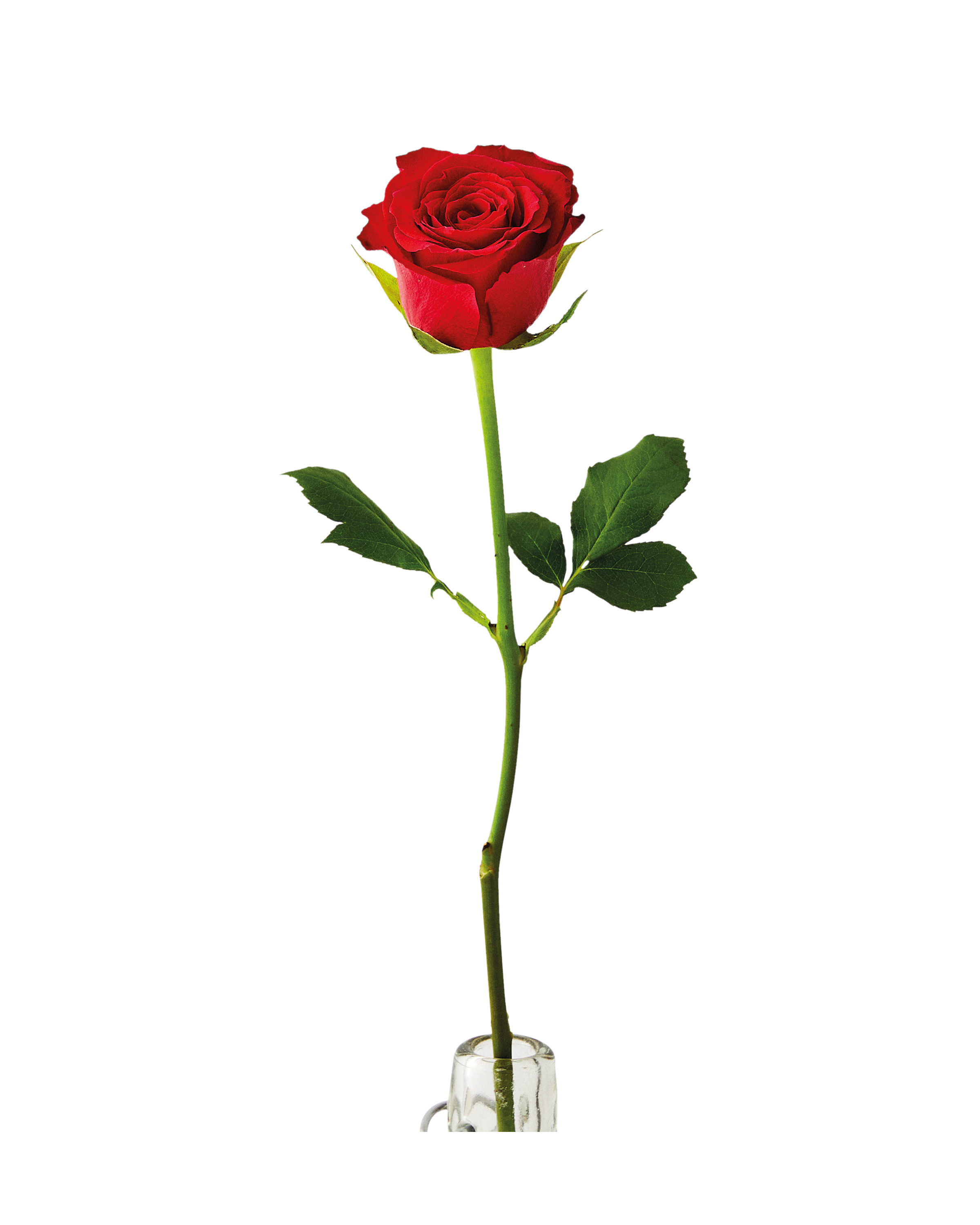 <p>What is the scientific name for this plant?</p>