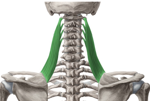 <p>levator scapulae actions</p>