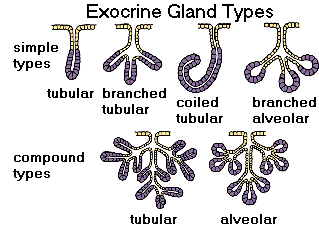 <p>Simple coiled tubular gland (Merocrine)</p>