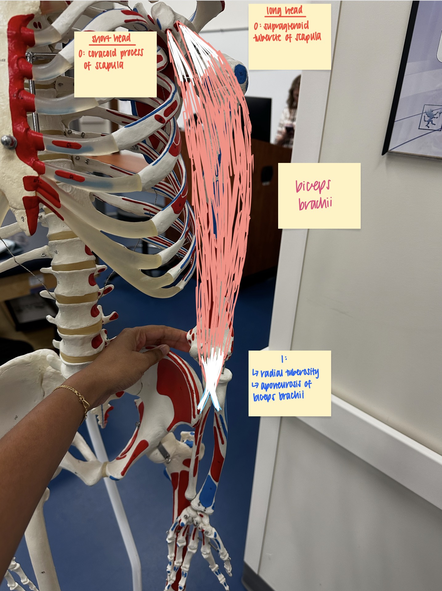 <p>long head:</p><ul><li><p>O: supraglenoid tubercle of glenoid fossa (scapula)</p></li></ul><p>short head:</p><ul><li><p>O: coracoid process of scapula</p></li></ul><div data-type="horizontalRule"><hr></div><ul><li><p>I: radial tuberosity + aponeurosis of biceps brachii</p></li><li><p>A: elbow flexion + shoulder flexion + forearm supination (synergist)</p></li><li><p>N: musculocutaneous</p></li></ul><p></p>
