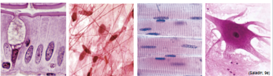 <p>what are the 4 primary tissue types:</p>