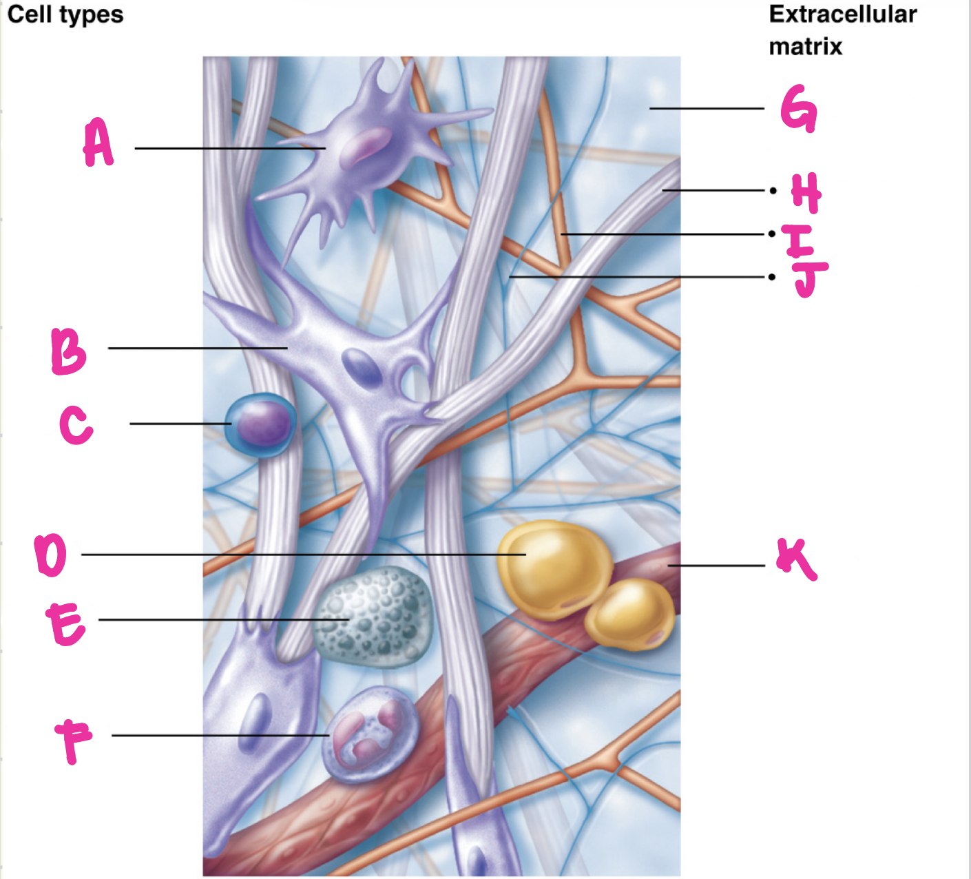 <p>What is letter C</p>