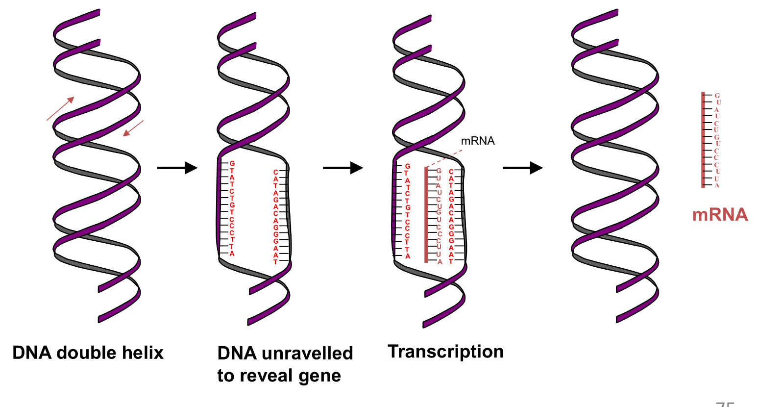 <p>the copying of a segment of DNA which codes for a specific protein </p>