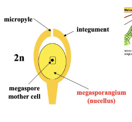 <p>only <strong>one </strong>megaspore mother cell is formed <strong>per </strong>megasporangium</p>