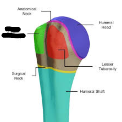 <p>What bone landmark is this within the <strong>Humerus </strong></p>