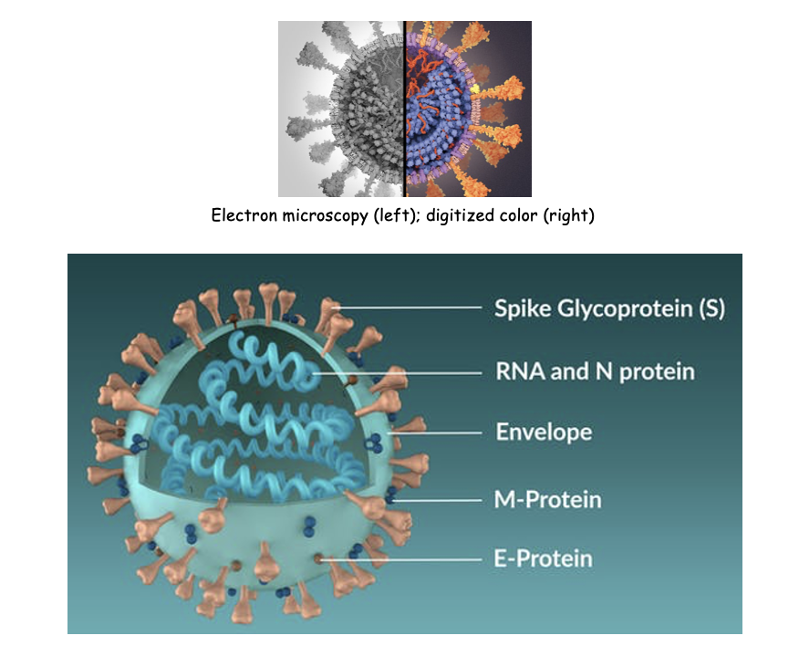 <p><span style="font-family: "Comic Sans MS";">Electron microscopy (left); digitized color (right)</span></p>
