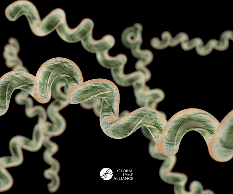 <p>spirochete - spring like </p>