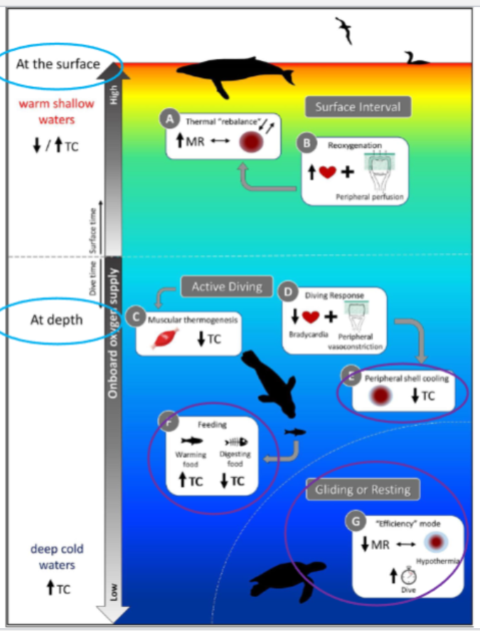 <p>Peripheral shell cooling - let the outer shell cool down more, so less heat is lost</p>