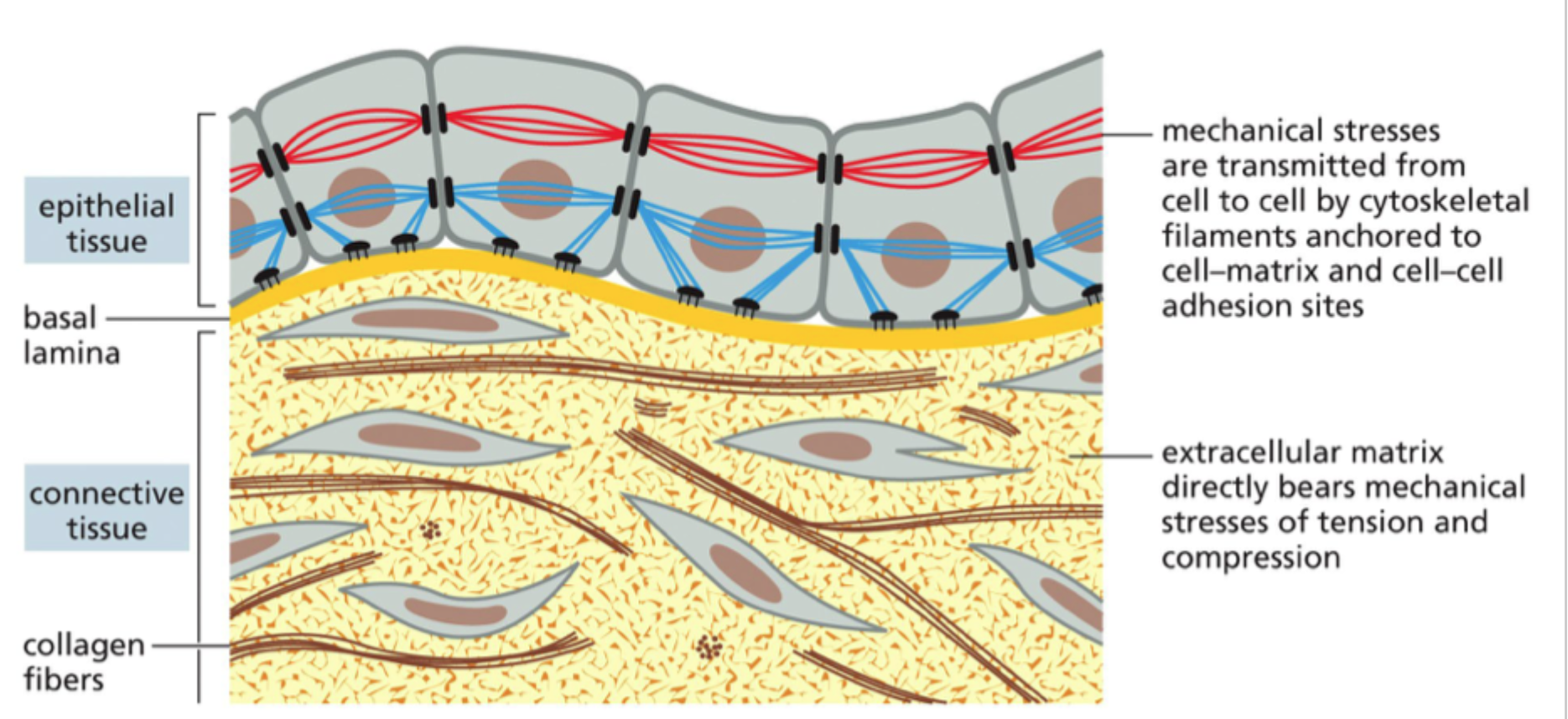 <p>At celler ikke fungerer isoleret, men er koblet mekanisk og funktionelt til <strong>hinanden</strong> og til <strong>ECM</strong>.</p>