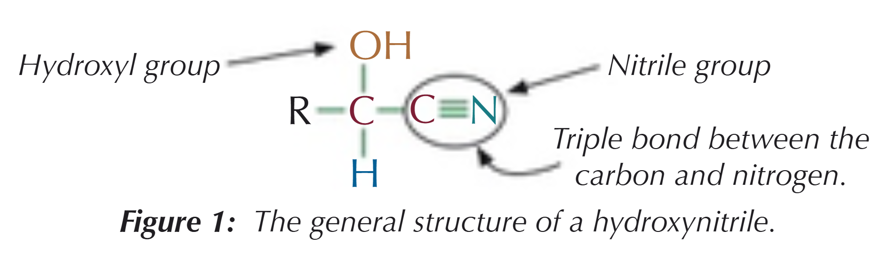 <p>Hydroxyl group (OH) &amp; a nitrile group (CN) </p>
