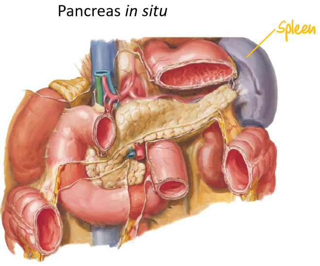 <ul><li><p><strong>Fixed</strong> on the abdominal wall → more <strong>stable</strong></p></li><li><p><em>First</em> part of the duodenum bends &amp; twists (comes off abdominal wall)</p></li></ul><p></p>