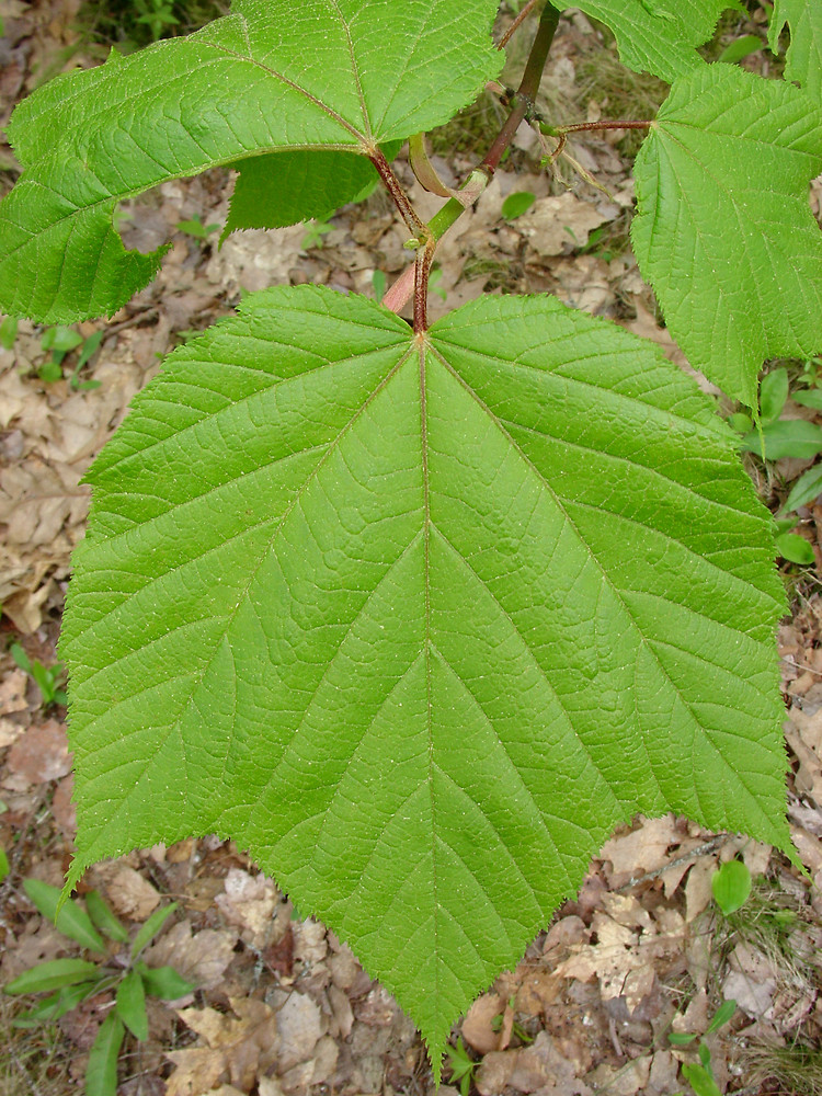 <p>Acer pensylvanicum </p>