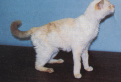 <p>This cat comes in PU/PD, plantigrade dropped hock stance, with sticky urine caked with litter stuck to the back of it's legs. Thoughts?</p>
