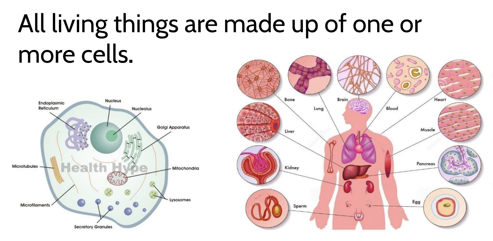 <p>Cells</p>