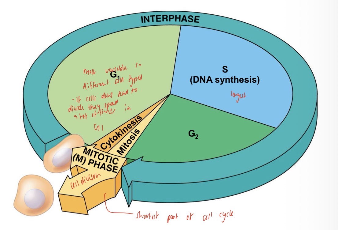<ol><li><p>Interphase - cell growth and DNA synthesis (chromosome duplication)</p><ol><li><p>G1</p></li><li><p>S  </p></li><li><p>G2</p></li></ol></li><li><p>Mitotic phase </p><ol><li><p>Mitosis </p></li><li><p>Cytokinesis </p></li></ol></li></ol><p></p>