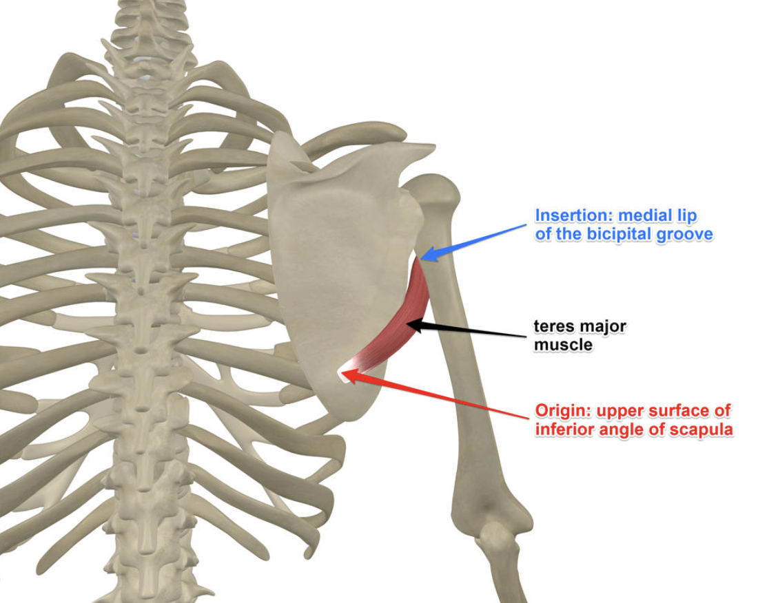 <p><strong>Origin: </strong>inferior angle of scapula<br><strong>Insertion: </strong>medial lip of bicipital groove</p><p><strong>Blood supply:</strong> Circumflex Scapular</p><p><strong>Innervation (nerve):</strong> Subscapular</p>