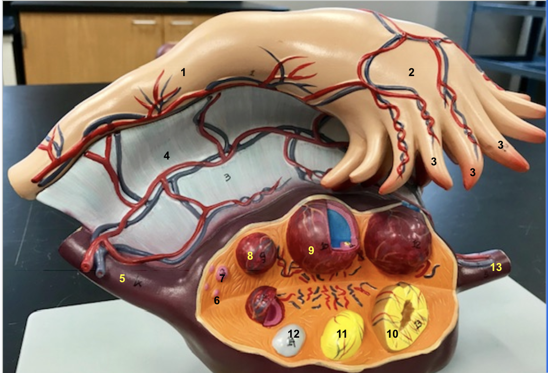 <p>5 - ovarian ligament</p>