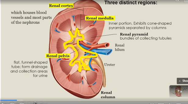 <p>flat, funnel shaped tube that forms drainage and collection areas for urine</p>