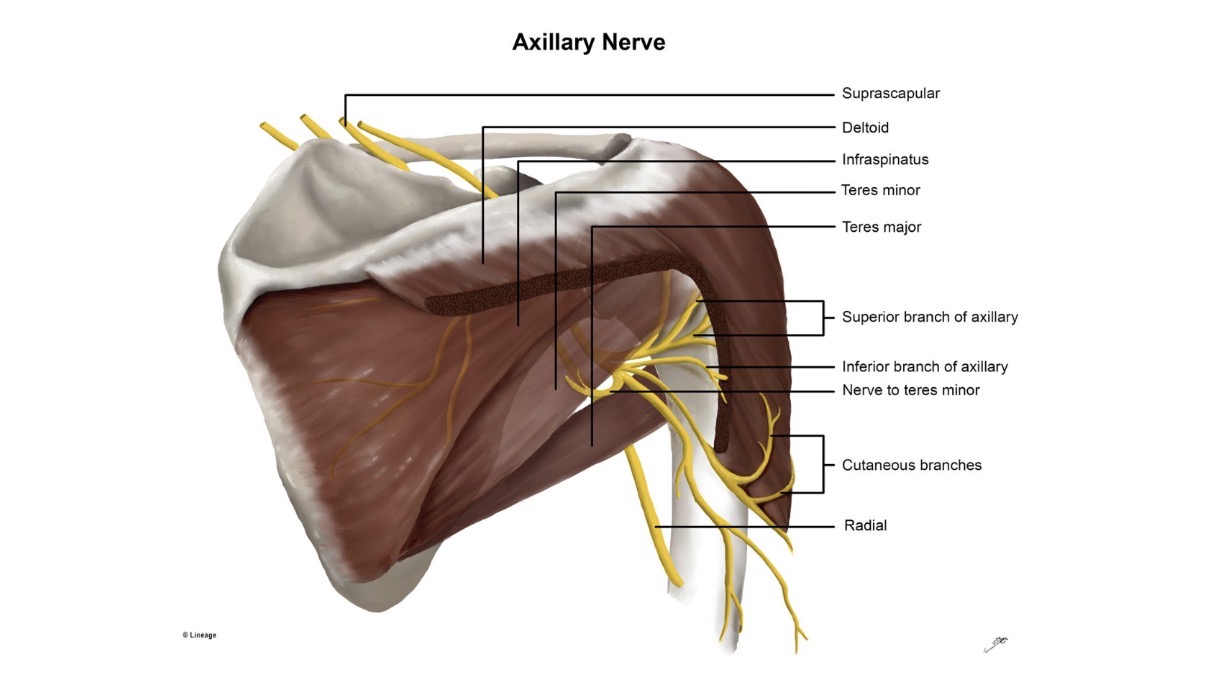 <p>a major nerve of the shoulder that originates from the brachial plexus (spinal roots C5 and C6), traveling through the quadrangular space to supply motor and sensory function to the upper arm.</p>