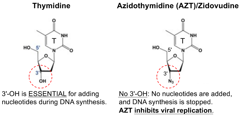 <p>compounds that are structurally similar to nucleosides &amp; that are used to combat DNA &amp; RNA viruses and cancer</p><ul><li><p>block replication of viral genomes</p><ul><li><p>nucleoside analog is incorporated into the strand during DNA (or RNA) synthesis, but the analog stops further synthesis which prevents viral replication</p></li></ul></li></ul><p>__</p><p>ex:</p><ul><li><p><u>AZT </u>treats/combats HIV infections, where AZT is an <u>analog of the nucleoside thymidine</u></p></li><li><p>b/c thymidine has 3’ OH for adding nucleotides during DNA synthesis, but AZT does NOT have 3’ OH so no nucleotides added → DNA synthesis stops</p><ul><li><p>AZT inhibits viral replication</p></li></ul></li></ul><p>ex:</p><ul><li><p><u>Remdesivir </u>combats Covid-19, where Remdesivir is an <u>adenosine analog</u></p></li></ul><p>__</p><p>slow mitosis &amp; proliferation of cancerous cells</p>
