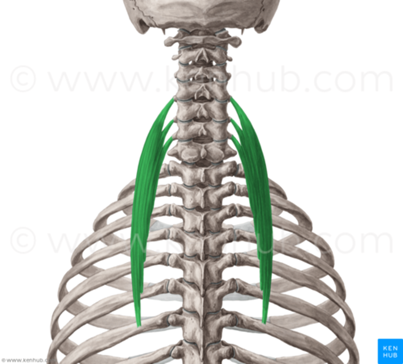 <p>Extend vertebral column (bilateral contraction)</p><p>laterally flexes vertebral column (unilateral contraction, ipsilateral)</p>