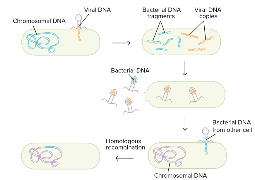 <p>Lysogenic Phage: Integrates into the bacterial genome (prophage)</p><p></p><p>Lytic phage: Infects and rapidly kills the bacterium through it’s replication</p><ul><li><p>basically turns the bacteria into a replication machine to create more bacteriophages </p></li><li><p>bacterial DNA can accidentally get incorporated into some of the bacteriophages produced - can inject bacterial DNA into another bacteria (transduction)</p></li></ul><p></p>