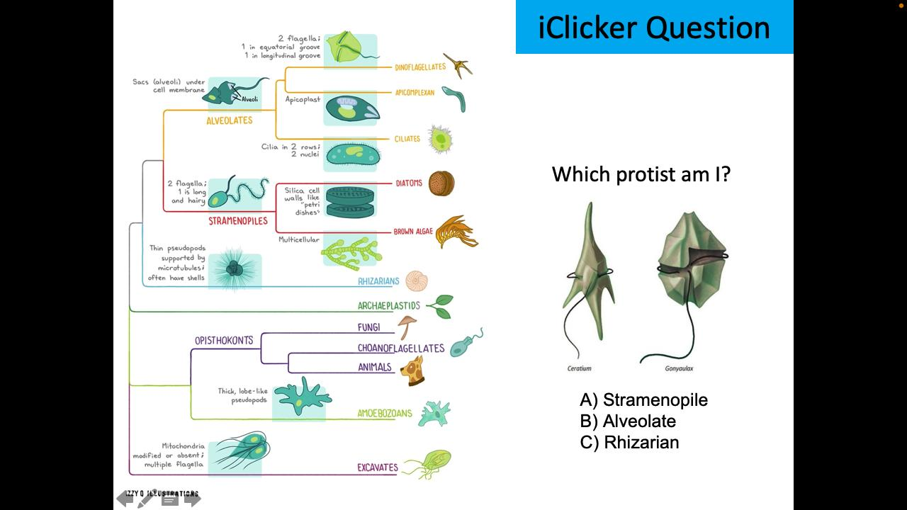 <p>Which protist am I?</p>
