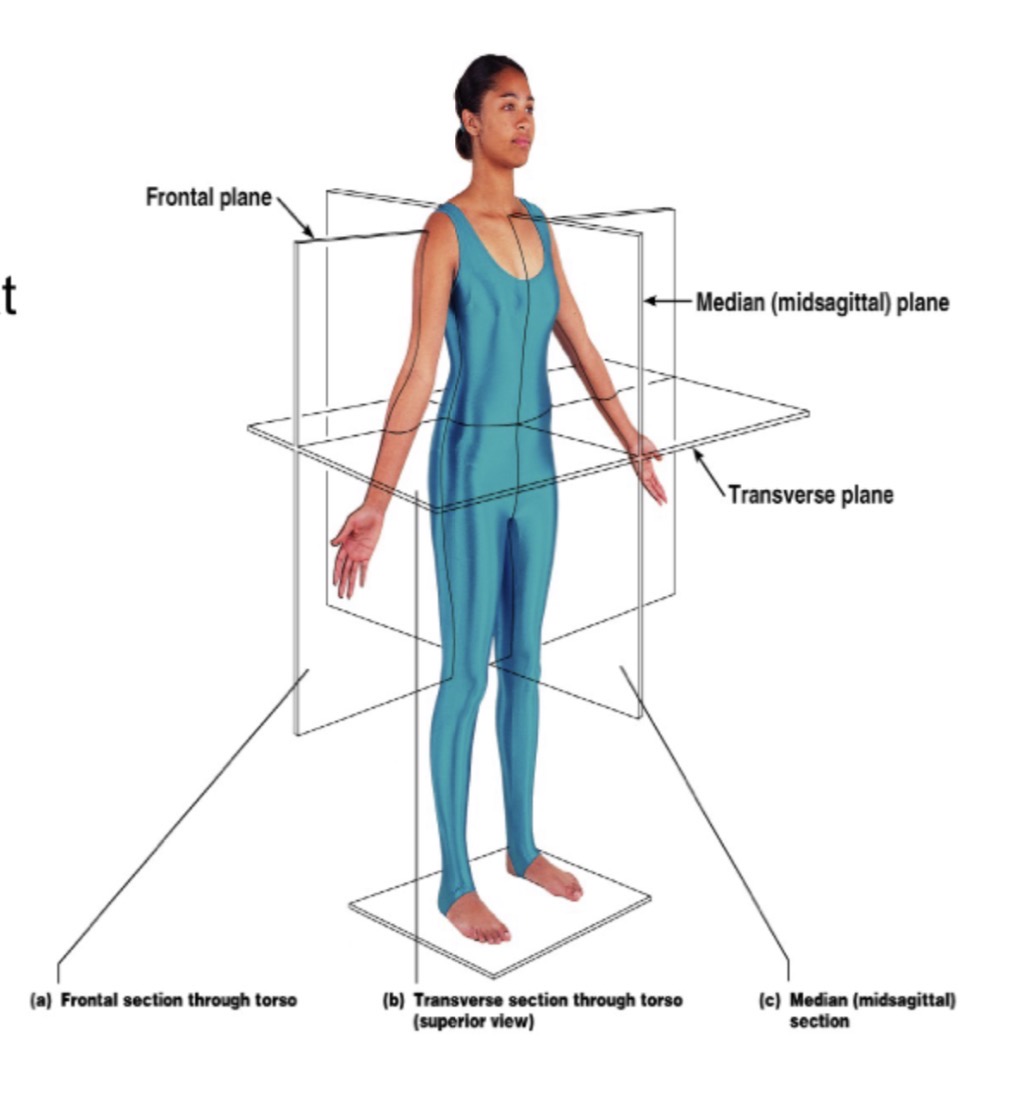 <p>sagittal- divides into L/R (midsagittal or medial lies on midline, parisagittal divides into unequal parts)</p><p>frontal or coronal- divides into anterior/posterior parts </p><p>transverse- divides into superior/inferior parts </p><p>oblique- cuts made diagonally </p>