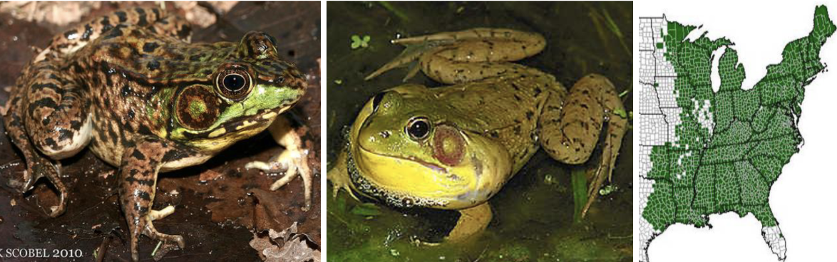 <ul><li><p><span style="background-color: transparent;"><strong>Habitat:</strong> </span><span>similar to bull frogs- permanent bodies of still water with abundant aquatic vegetation</span></p></li><li><p><span style="background-color: transparent;"><strong>Diet:</strong> </span><span>slugs, snails, various insects, larger individuals will eat smaller frogs, snakes</span></p></li><li><p><span style="background-color: transparent;"><strong>Characteristics:</strong> smooth, wet, large, vary in color/mottling (can overlap with bull frog), </span><span>dorsal lateral ridge runs from behind eye to the hip</span></p></li></ul><p></p>