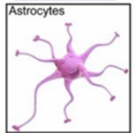 <p><span>Support neurons, maintain the blood-brain barrier, regulate chemicals, and help repair the CNS. </span>( largest )</p>