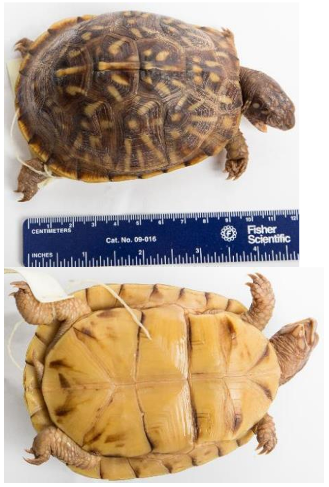 <p>Florida Box Turtle** order & suborder</p>
