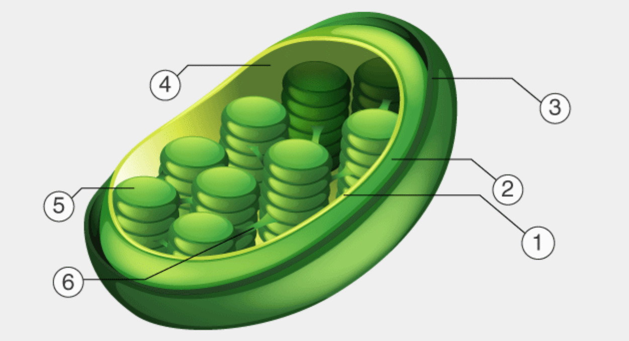 <p>What is the name of the structure labeled ‘1’</p>