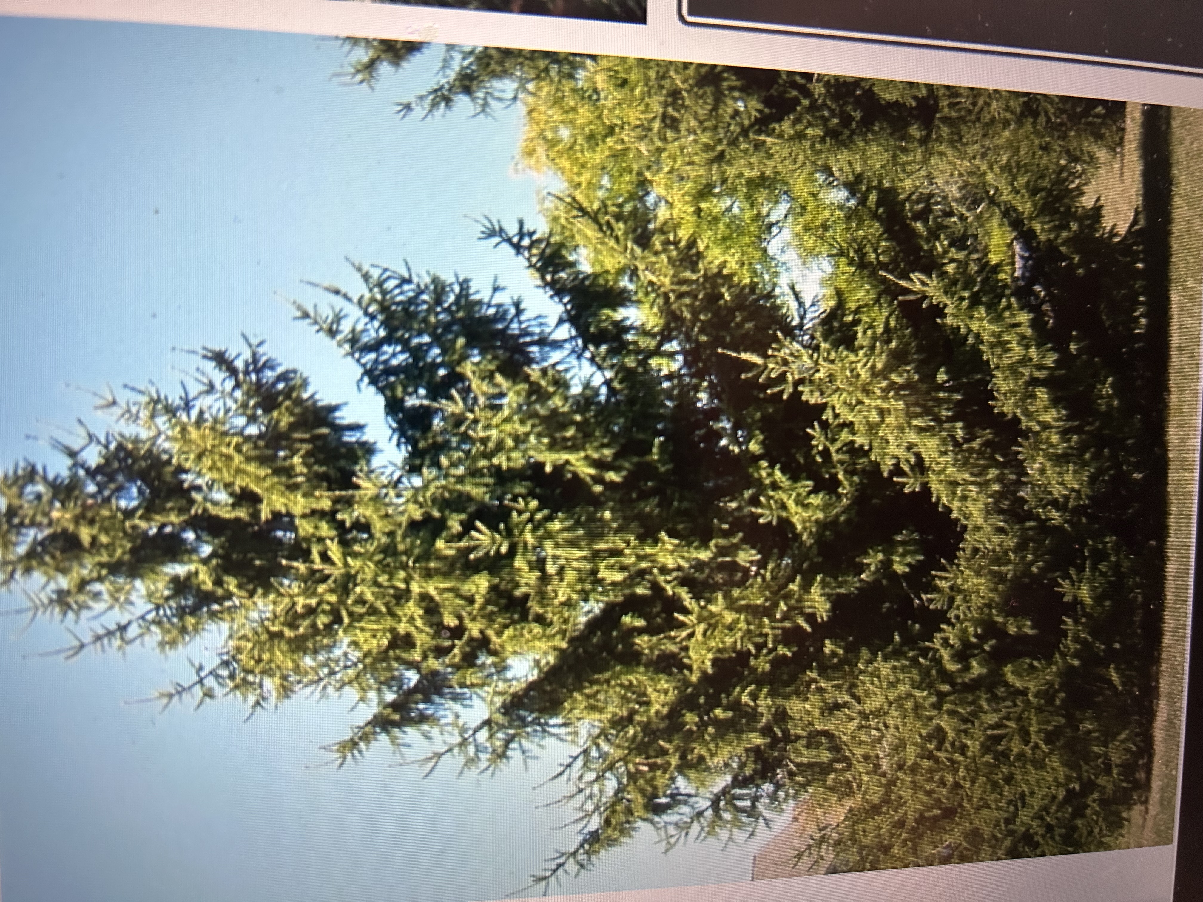 <p>Common Name: Norway Spruce </p><p>Genus: <em>Picea </em></p><p>Species: <em>abies </em></p>