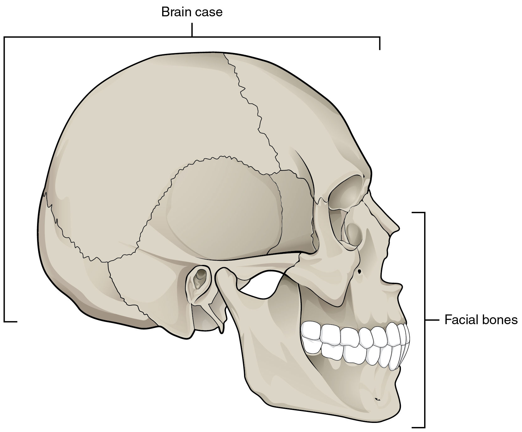 <p>What term would you use to describe towards the nose</p>