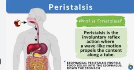 <p>s the automatic, wave-like contraction and relaxation of muscles that propels contents through hollow tubes in the body. It primarily drives food and waste through the gastrointestinal tract, but also moves urine from the kidneys and bile from the gallbladder.</p>