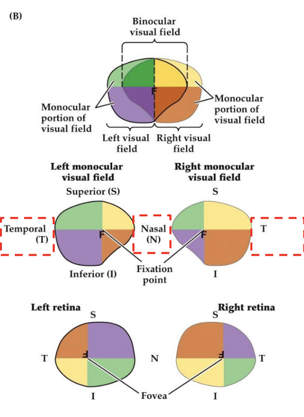 <p>In the retina visual field, the image is flipped…</p>