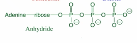 <p>Anhydride bonds (but the carbonyl C’s are P’s)</p><p></p>