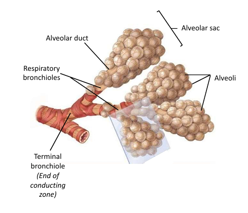 respiratory bronchioles, alveolar ducts, alveolar sacs, alveoli