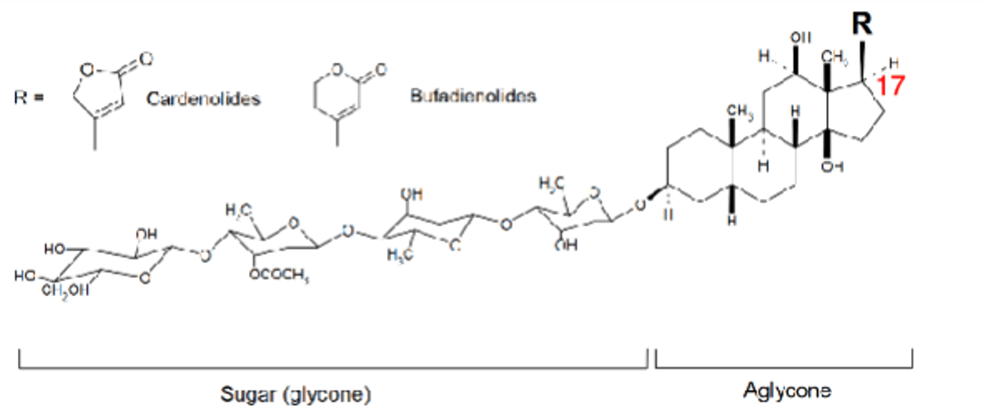 <p>• Low doses = counteracts excessive SNS </p><p>• Higher doses = increases contractibility </p><p>• Has two parts: Sugar (glycone) + Steroid</p><p>• Cardenolides: from plant and are five-membered a,b unsaturated lactone ring</p><p>• Bufadienolides: are from animals, are six-membered lactone ring with two conjugated double bond</p><p>• R-group in the 17-position defines the class of cardiac glycosides and is what binds to the Na/K ATPase and interacts with the Mg 2+ </p><p>• A-B and C-D are cis fused and B-C have trans configuration; giving it a U-shape that provide critical hydrophobic and hydrophilic interactions</p><p>• Hydroxyl group at C-3 is for sugar attachment (β-1,4-glucosidic linkages) and additional -OH can be found C-12 and C-14 and rarely tat C-16</p><p>- C-12 and C-14 determine the partitioning and PK for each glycoside</p><p>• The sugar can be in an acetylated form which affects the lipophilic character and PK </p>